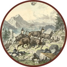 Gamswild Hochgebirge Herde Alpen Gams Krucken Schützenscheibe 30cm 073