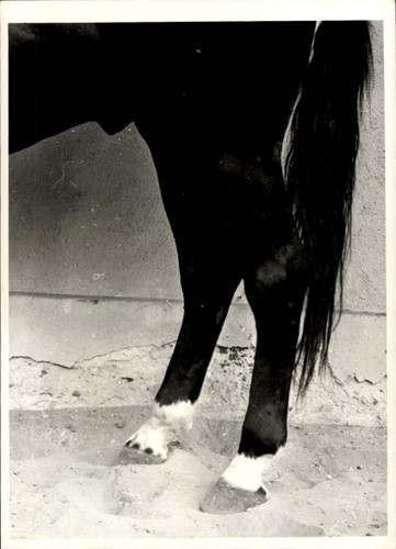 Foto pferd pferdehufe - pferd,, pferdehufe,