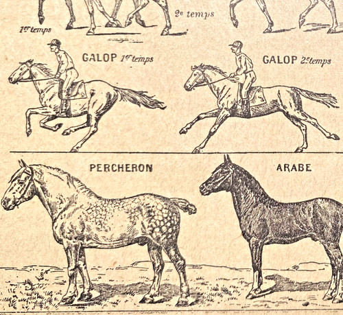 Alte lithographie cheval - alte,