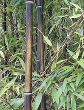 SAMEN schwarzer Bambus