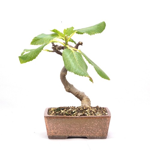 Bonsai essfeige ficus carica - bonsai, 'ficus