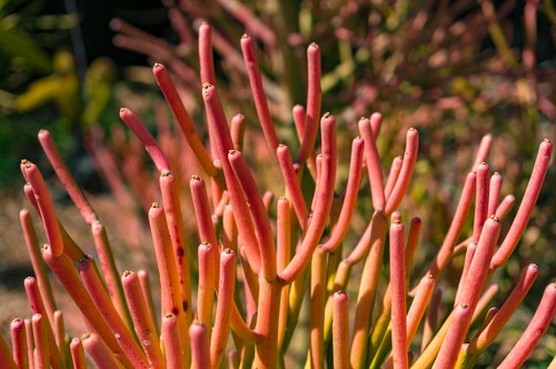 Samen exotische - samen,