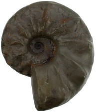 Trias  Ceratites pränodosus   Superber Ceratit  Muschelkalk  Lindach  W68-4