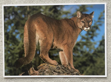 1 AK Puma Berglöwe Cougar Kleinkatze Raubkatze Raubtier - USA 12 !!! ::