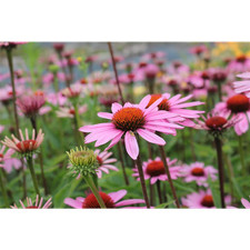 Echinacea purpurea 'Magnus' -