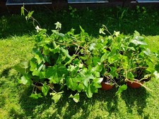 12×  Efeu Hedera helix  Bodendecker- Kletterpflanzen 12/ 20cm Winterhart