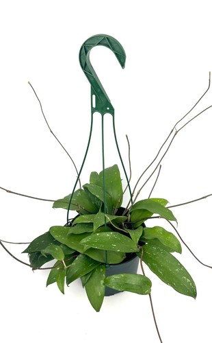 Hoya rigida large trailing - hoya,