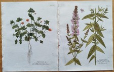 Drucke astragallus ferula - drucke,