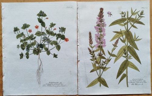 Drucke astragallus ferula - astragallus,