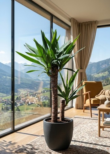 Yucca elephantipes 100cm 2 - elephantipes, |