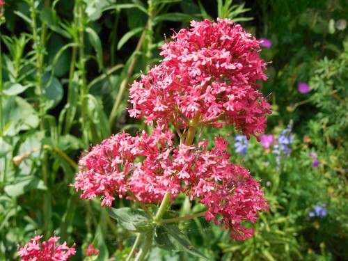 Pflanze/Blume/Staude