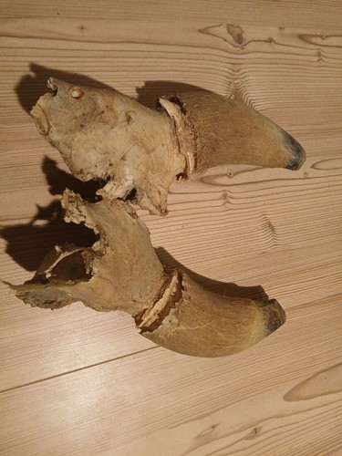 Kuh gehörn geweih ochse horn - gehörn,