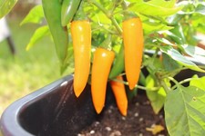 Bulgarian Carrot Chili 15 Samen dickfleischige Sorte leuchtend orangenen Früchte