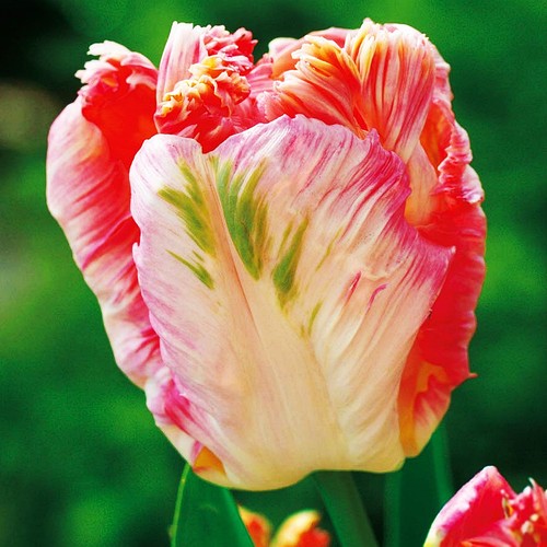 Tulpen blumenzwiebeln zwiebeln - blumenzwiebeln,