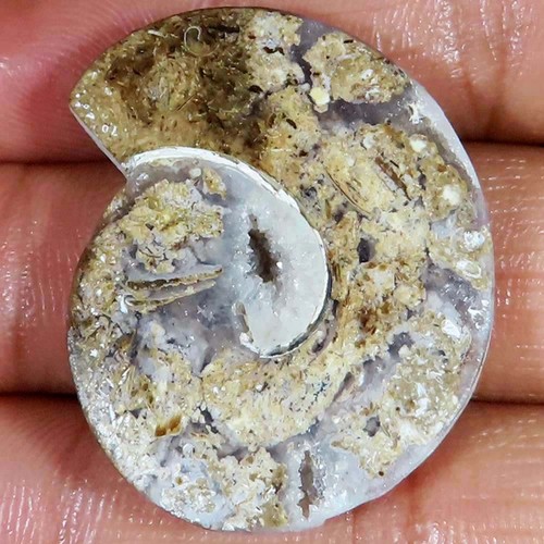 Natürlich fossil - natürlich,