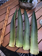 Agarve Aloe Vera Bambus 4 große Blätter Deko Kunstblume Kunstpflanze Deko Asien