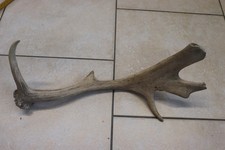 Abwurfstangen Damgeweih Geweihstangen Hirschhorn Hirschgeweih Damhirsch