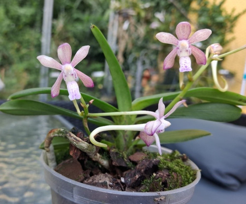 Vanda falcata flabellata in - falcata,