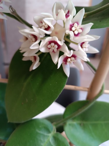 Hoya calycina stargazer - hoya,