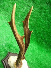 abnormer 6er Rehbock Gehörn