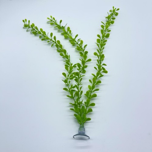 Wasserkraut deko für - wasserkraut,