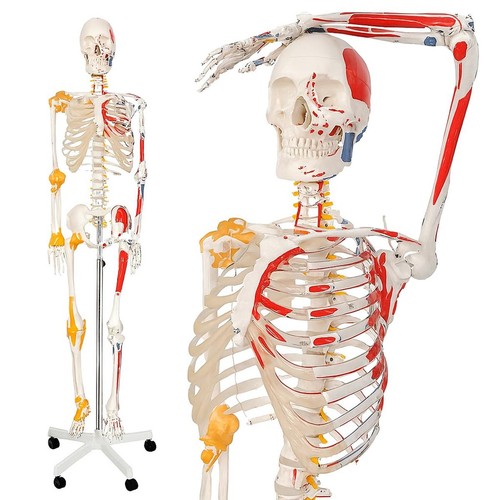 Jago anatomisches skelett - jago®,