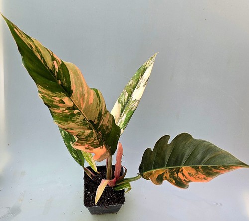 Sehr schöne philodendron - sehr,