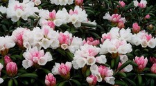 Rhododendron Stecklinge rosa-weiss winterharte Pflanzen Blumen für den Garten