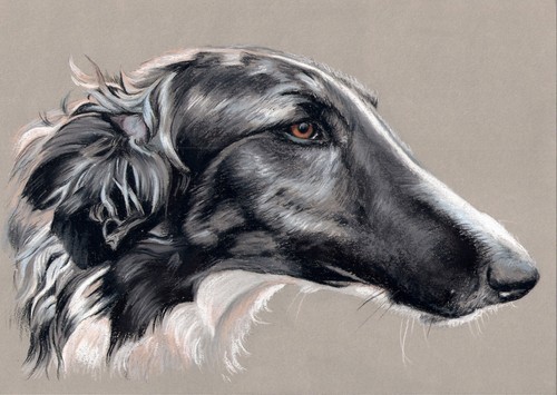 Windhund levrier barsoi - windhund,