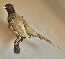 Platinum Jagdfasan Präparat, ausgestopft, Taxidermie, Trophäe, Vogelpräparat