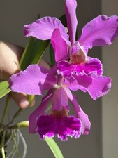 Orchidee cattleya whitei - orchidee,