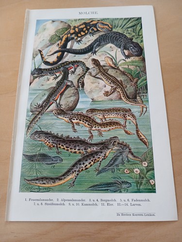Chromolithographie 1900 - chromolithographie,