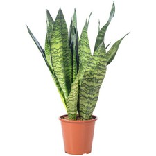 Bogenhanf - Sansevieria