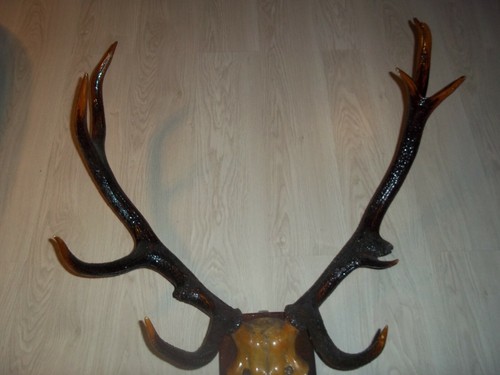 Ender rothirsch hirsch - 12,