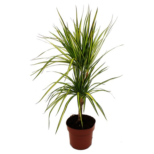 Dracaena marginata sunray - marginata,