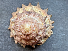 Astraea heliotropium Muschel