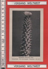 Otto Stoye: Mamillaria