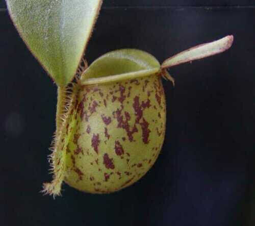 Nepenthes ampullaria - ampullaria, –