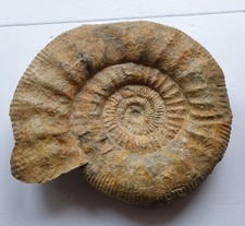 Riesiges Lithacosphinctes