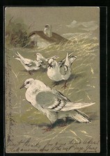 Weiße Tauben auf einer Wiese