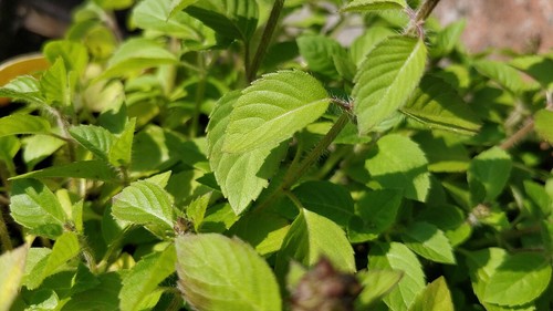 1000 samen ocimum - samen,
