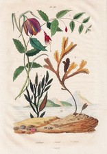 Fritillaire fuchsia flowers