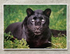 1 AK XXL Schwarzer Panther Leopard Großkatze Raubkatze - USA 1 !!! *