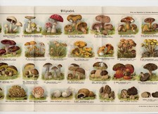 Prospekt Pilz Merkblatt