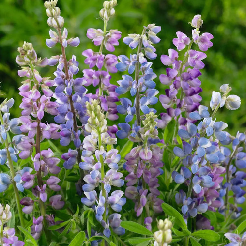 Lupinen mischung 200 samen - 200,