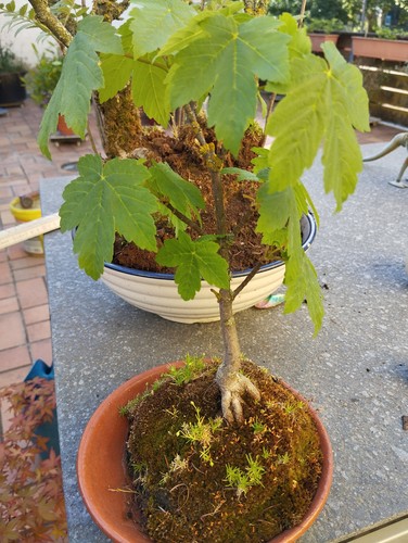 Bonsai eiche ahorn - eiche?,, ahorn?