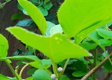 Mini Kiwi süß fruchtig 10x ? kiwisamen  Bio aus Deutschland 