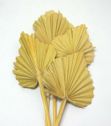 Stiele palmwedel palm spears - palmwedel,