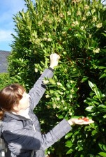 Erdbeerbaum Stecklinge