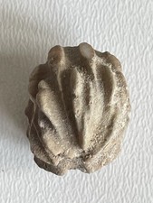 Timorocrinus multicostatus, Crinoide, Seelilie, Maubisse Fm, Perm, Basleo, Timor